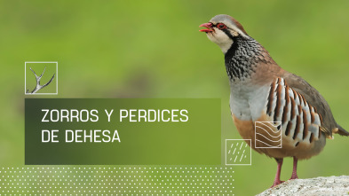 Imagen de Zorros y perdices de dehesa - 2