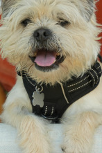 Imagen de The Dog House (T7): Ep.3 - 1