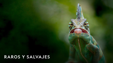 Imagen de Raros y Salvajes  - 2