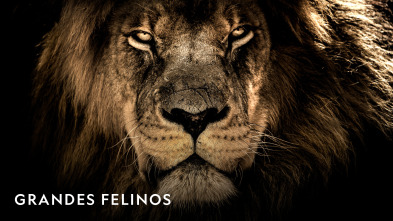 Imagen de Grandes Felinos  - 2