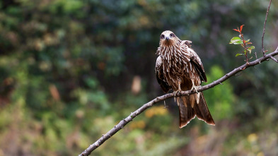 Imagen de China Salvaje: Cantón  - 3