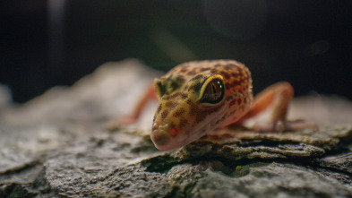 Imagen de China Salvaje: Cantón: Montañas - 1