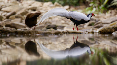 Imagen de China Salvaje: Cantón: Montañas - 2