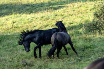 Imagen de Aventura a caballo con Gordon Buchanan - 8