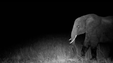 Imagen de Los elefantes fantasma de Angola - 8