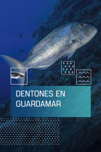 Imagen de Dentones en Guardamar - 1