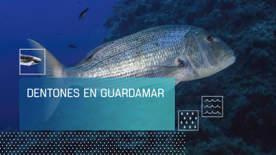 Imagen de Dentones en Guardamar - 2