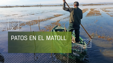 Imagen de Patos en El Matoll - 2