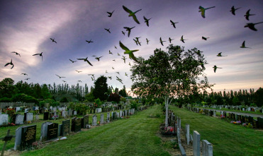 Imagen de Londres salvaje - 12