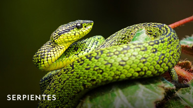 Imagen de Serpientes  - 2