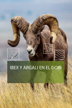 Imagen de Ibex y Argali del Gobi - 1