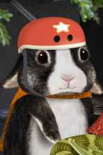 Imagen de Wonder Pets en la... (T2): ¡Que viene el primo Luca! / Ayudan al pingüino emperador a volar - 1