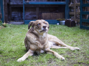 Imagen de Todas las... (T6): Ep.2 Perro viejo, trucos nuevos - 3