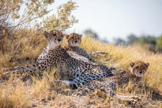 Imagen de Felinos noche y día: Se avecinan cambios - 1