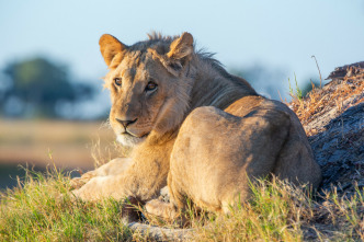 Imagen de Felinos noche y día: Se avecinan cambios - 2