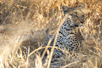Imagen de Felinos noche y día: Se avecinan cambios - 4