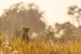 Imagen de Felinos noche y día: La persecución - 1