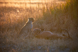 Imagen de Felinos noche y día: La persecución - 2