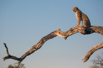 Imagen de Felinos noche y día: La persecución - 3