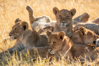 Imagen de Felinos noche y día: La persecución - 4