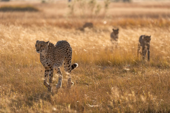 Imagen de Felinos noche y día: Una manada dividida - 1