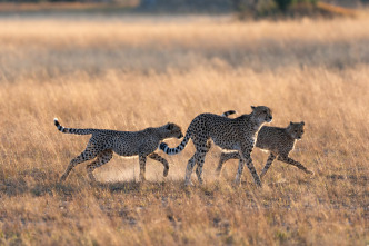 Imagen de Felinos noche y día: Una manada dividida - 2