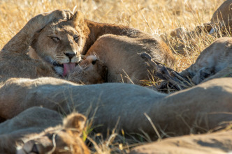 Imagen de Felinos noche y día: Una manada dividida - 3