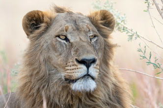 Imagen de Felinos noche y día: Una manada dividida - 6