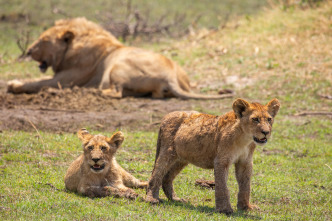 Imagen de Felinos noche y día: Una manada dividida - 7