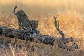 Imagen de Felinos noche y día: La reunión - 4