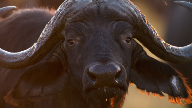 Imagen de Felinos noche y día: La reunión - 7