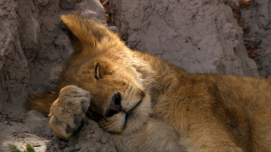 Imagen de Felinos noche y día: La reunión - 9