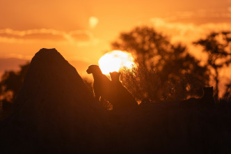 Imagen de Felinos noche y día: Nueva generación - 1