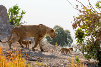 Imagen de Felinos noche y día: Nueva generación - 3