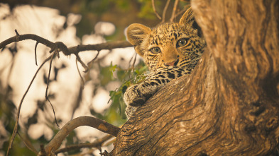 Imagen de Felinos noche y día: Nuevos comienzos - 4