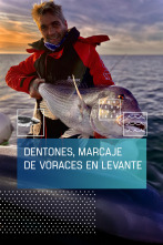 Imagen de Dentones, marcaje de voraces en Levante - 1