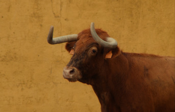 Imagen de Loquita por ti - 8