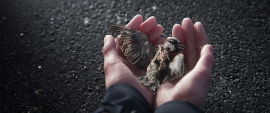 Imagen de El canto de un gorrión - 2