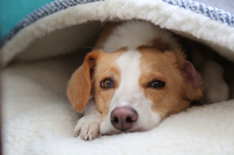 Imagen de ¿Qué dicen los perros? - 5