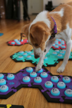 Imagen de ¿Qué dicen los perros? - 6