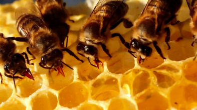 Imagen de ¿Cómo lo hacen?...: Insectos espaciales y mapas mentales de las ardillas - 2