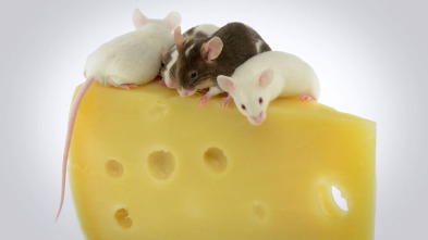 Imagen de ¿Cómo lo hacen? Mundo...: Ratones con queso y manatíes flatulentos - 2