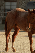 Imagen de Dutton Ranch (T1): Ep.5 Encuentra la paz en paz - 1