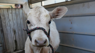 Imagen de Veterinarios de... (T5): Sabuesos perdidos - 1