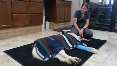 Imagen de Veterinarios de... (T5): Un dolor de perros - 1