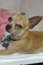 Imagen de Veterinario en apuros: Al límite - 1