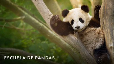 Imagen de Escuela de pandas  - 2