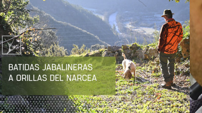 Imagen de Batidas jabalineras a orillas del Narcea - 2