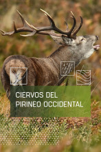 Imagen de Ciervos del pirineo occidental - 1