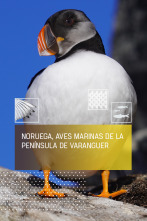Imagen de Noruega, aves de la península de Varenger - 1
